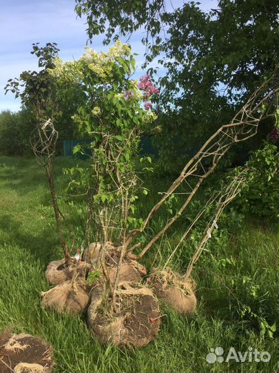 Крупномерная сортовая сирень