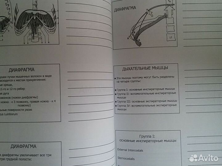 Прикладная кинезиология, методичка