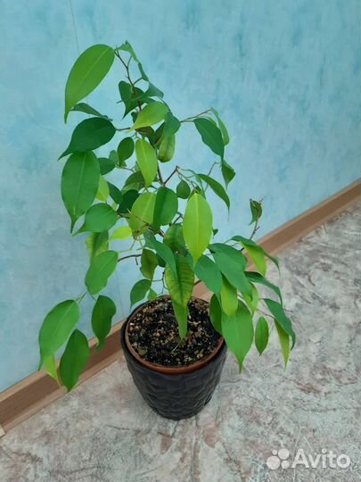 Фикус бенджамина