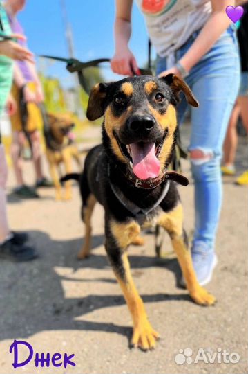 Добрый пёс из приюта ищет хозяина