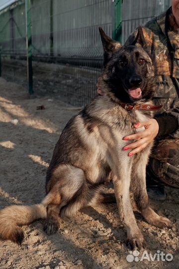 Собака Астра