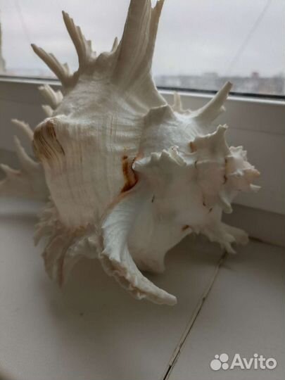 Ракушка большая