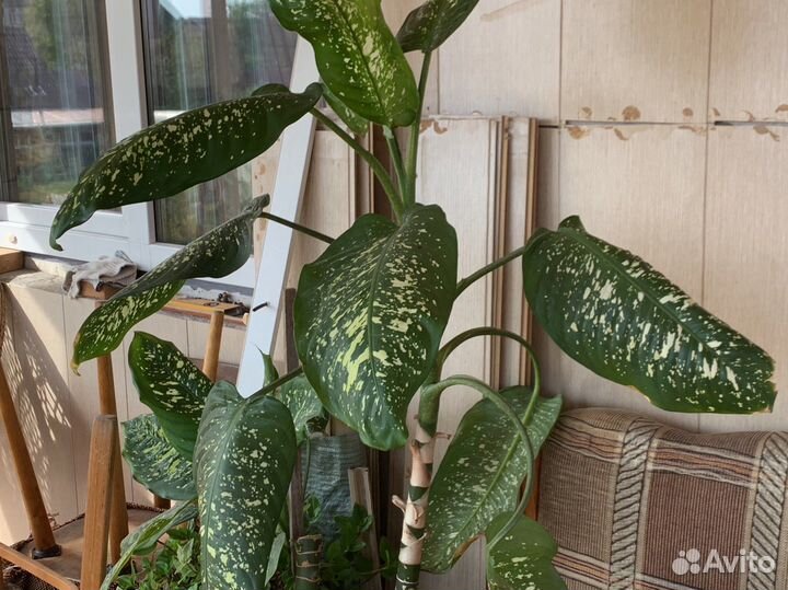 Цветы комнатные