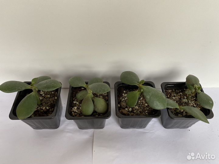 Денежное дерево толстянка алоэ крассула