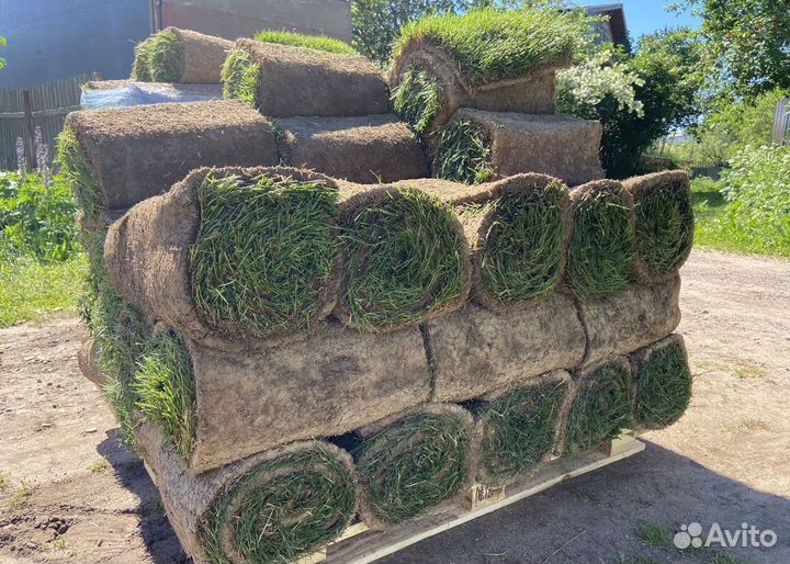 Рулонный газон