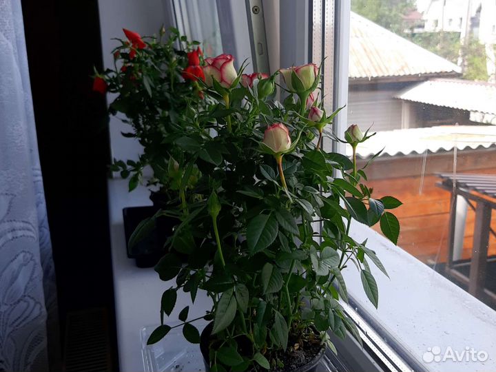 Комнатные цветы розы