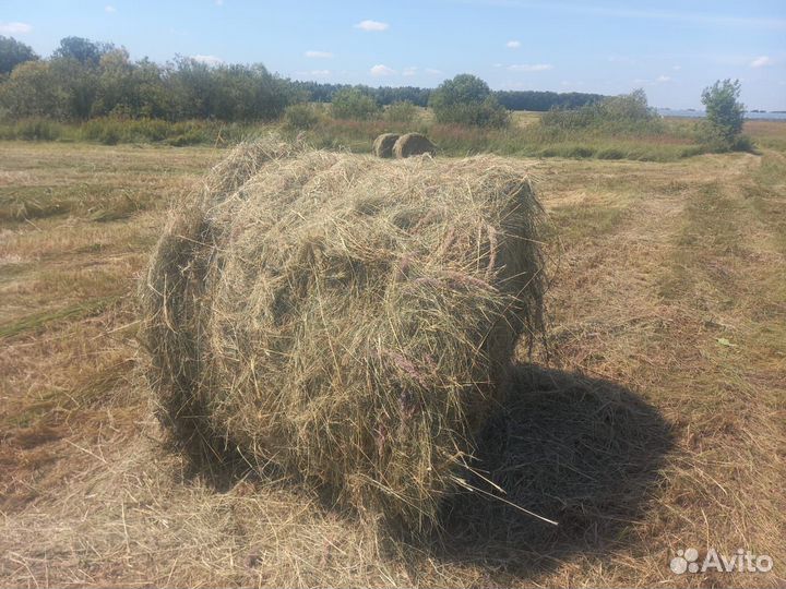 Продам сено в рулонах