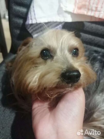 Йоркширский терьер Мальчик ищет подружку