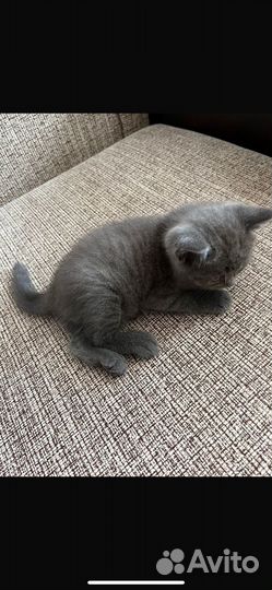 Британские котята