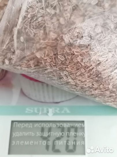 Семена укропа аллигатор