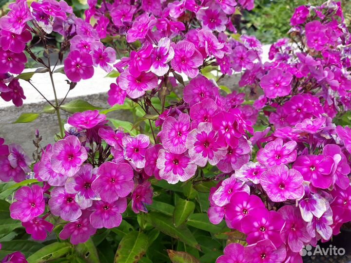 Гейхеры и другие многолетние растения для сада