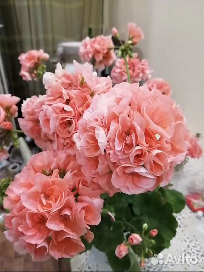 Пеларгонии