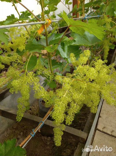 Саженцы районированного винограда