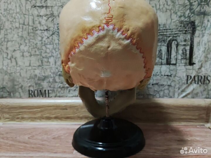 Макет черепа