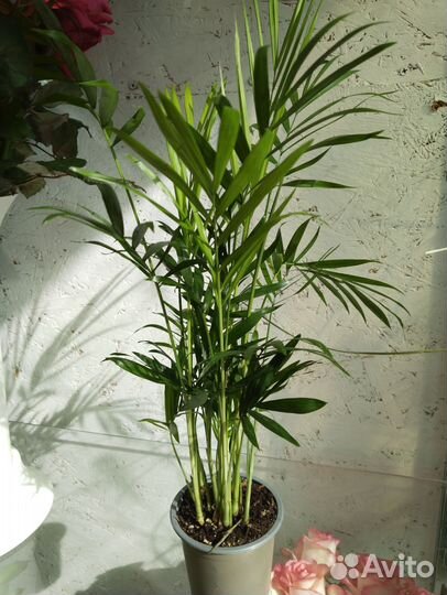 Кротон, комнатные растения