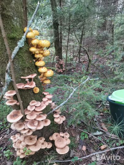 Опята свежие