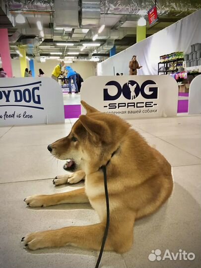 Кобель сиба ину, для вязки