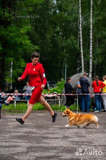 Кобель вельш корги пемрбок для вязки