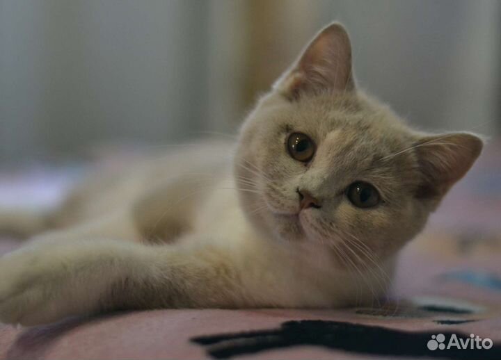 Британские котята