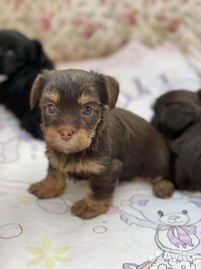 Биро, бивер, черный и шоколадный йорки