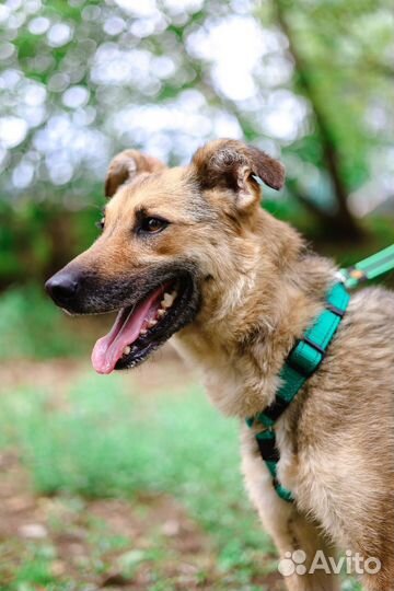 Собаки бесплатно в добрые руки