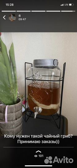 Чайный гриб