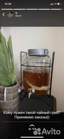 Чайный гриб
