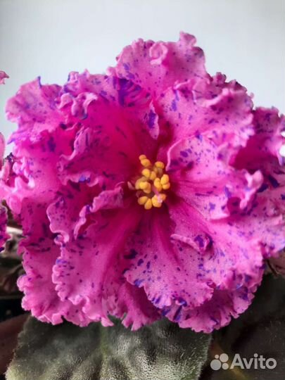 Сортовая крупноцветковая фиалка