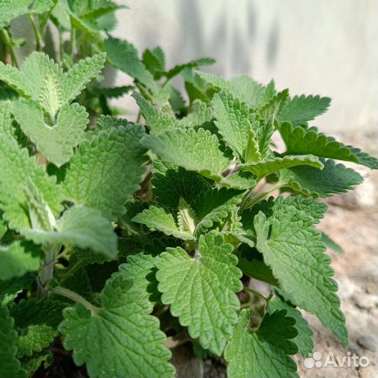 Мята лимонная