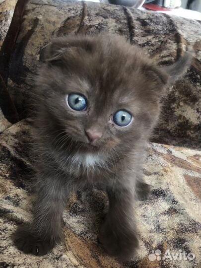 Котенок вислоухий