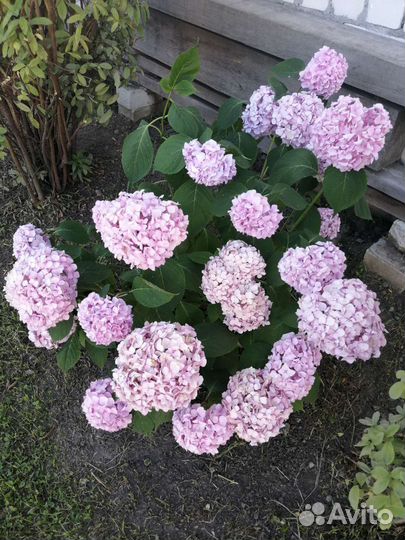 Гортензия крупнолистная Вечное лето саженцы