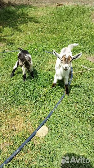 Продам козлят на племя и дойных козочек