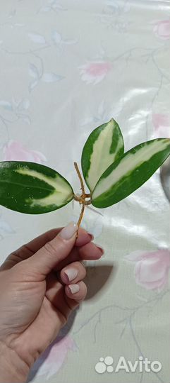 Хойя вертицилата