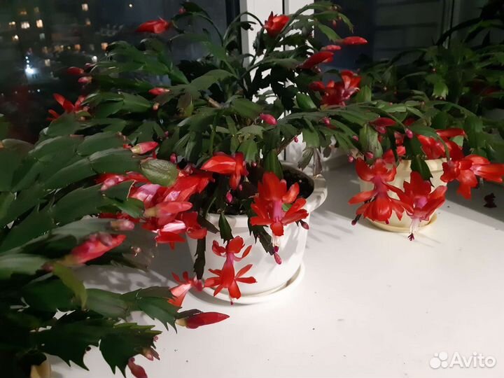 Цветок декабрист