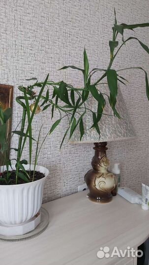 Цветы комнатные