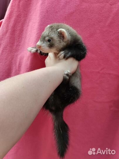 Мики Маус. Хорёк. Ветпаспорт. Доставка