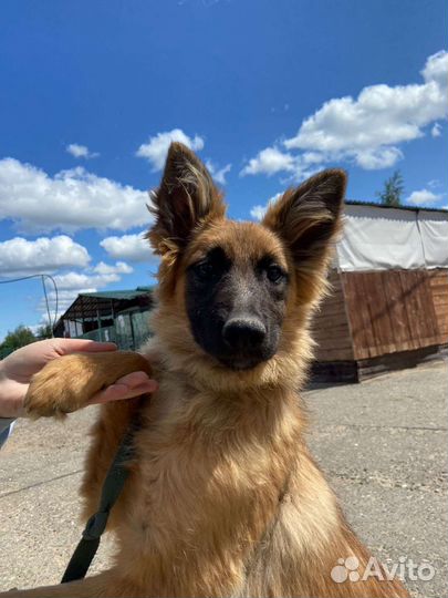 Щеночек Манго ждёт вас в приюте