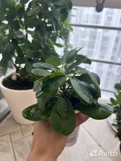 Фикус мокламе