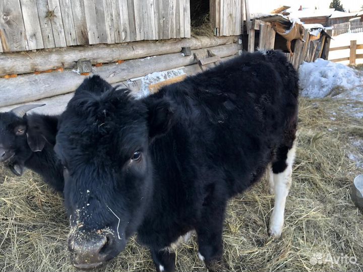 Продам тёлку 10 месяцев