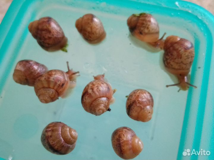 Улитки ахатины