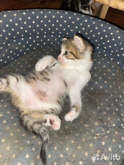 Котятки в добрые руки