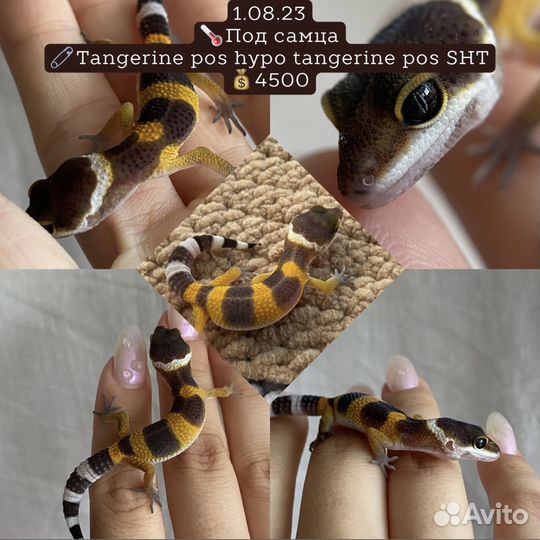 Геккон эублефар