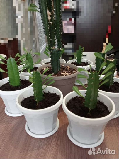 Кактус молочай