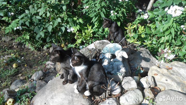 Красивые котята ищут своих маму и папу