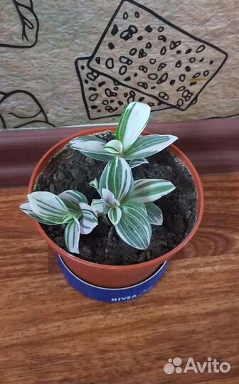 Комнатные растения отростки