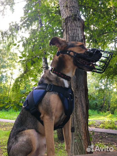 Шлейка для собаки