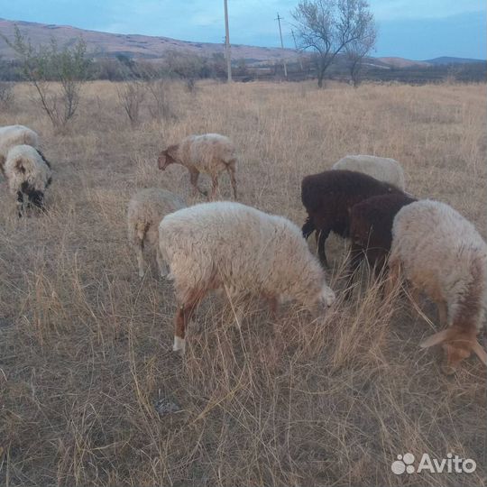 Овцы баранчики