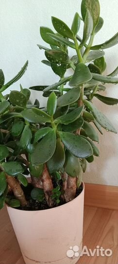 Денежное дерево, щучий хвост, каланхоэ