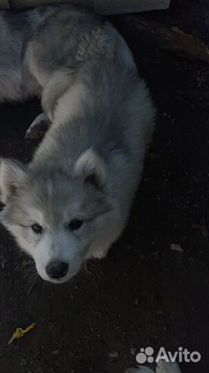 Щенки хаски