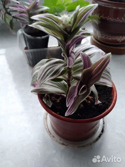 Традесканция мультиколор